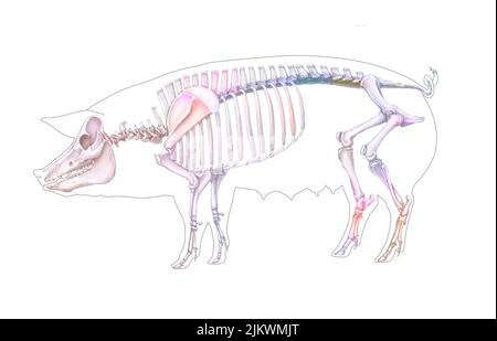 Anatomy of the pig with its bone system Stock Photo - Alamy