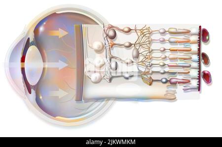 The eye and retina with the vitreous, the internal limiting membrane. Stock Photo