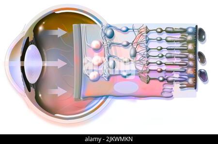 The eye and retina with the vitreous, the internal limiting membrane. Stock Photo