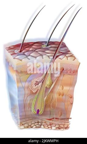 Hair in the skin with the sebaceous gland and the horripilator muscle. Stock Photo