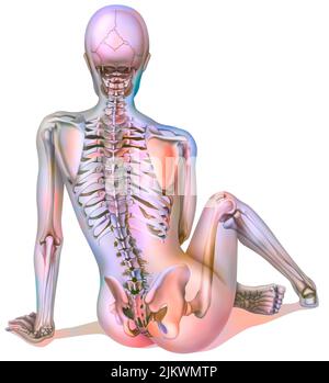 Bone system: female skeleton seen from the back. Stock Photo