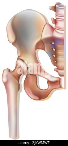 Bone system: hip joint (coxofemoral). Stock Photo