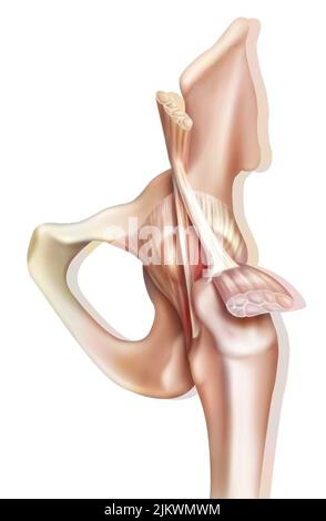 Anatomy of the coxofemoral (hip) joint with muscles, tendons. Stock Photo