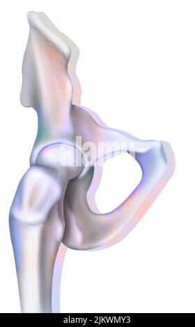 Bone system: the bony joint of the hip. Stock Photo