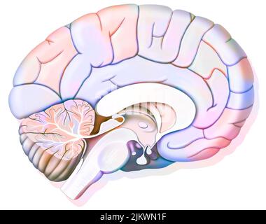 Mid sagittal section of the human brain showing the hypothalamus. Stock Photo