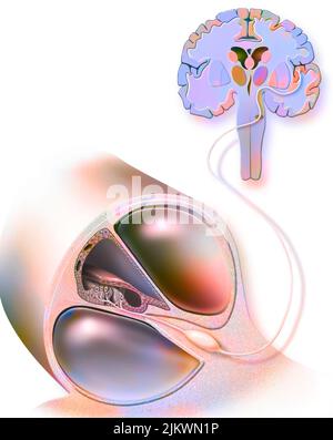 Path of sound from the organ of Corti to the auditory area of the brain. Stock Photo