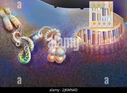 Unrolling of the chromosome down to the unrolled DNA to show its composition. Stock Photo