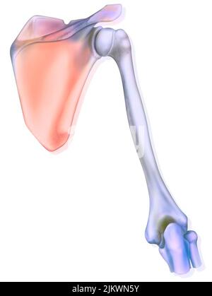 Humeral greater tubercle hi-res stock photography and images - Alamy