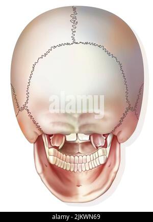 Posterior view of the bones of the skull and jaw. Stock Photo