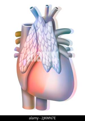 Thymus, endocrine gland located in front of the heart. Stock Photo