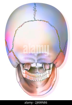 Posterior view of the bones of the skull and jaw. Stock Photo