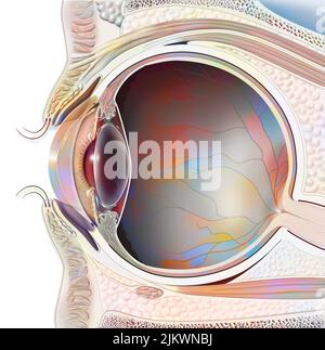 Snake eyes hi-res stock photography and images - Alamy