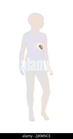 Location of the spleen in a child's silhouette. Stock Photo