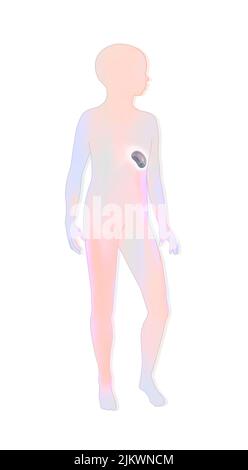 Location of the spleen in a child's silhouette. Stock Photo