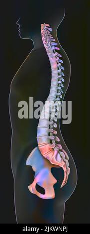 Silhouette of a man's spine in profile. Stock Photo