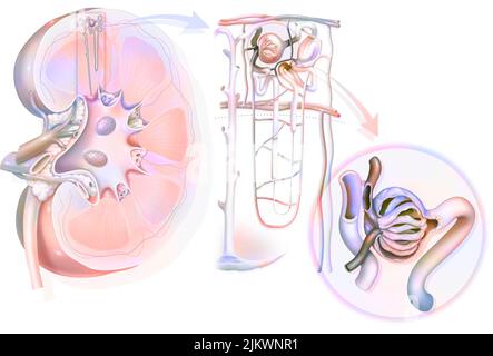 Urinary system from kidney to glomerulus with structures of kidney and ureter. Stock Photo