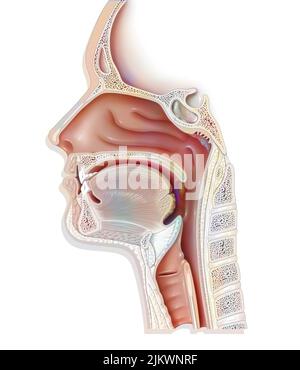 Upper airways showing the larynx, epiglottis. Stock Photo