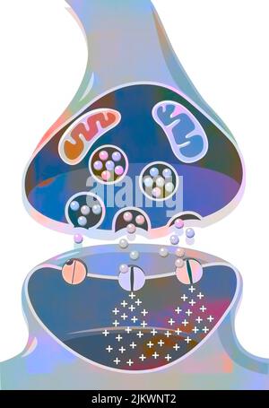 Transmission of nerve impulses in a synapse between two neurons Stock ...