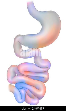 Digestive system with esophagus, stomach, duodenum and small intestine ...