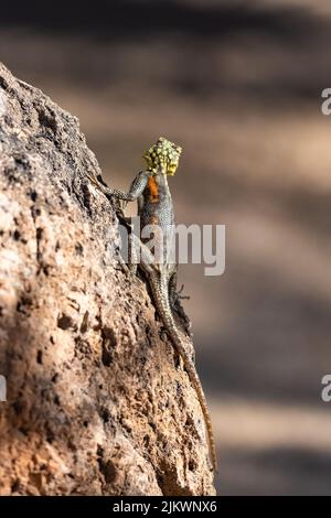 A common agama, Agama agama, female lizard in Namibia Stock Photo
