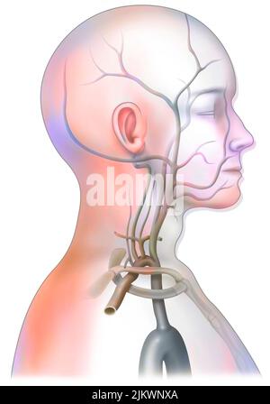 The arterial blood supply to the neck (carotids and vertebral arteries). Stock Photo