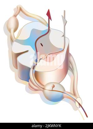 Path and its inhibition of pain in the spinal cord. Stock Photo