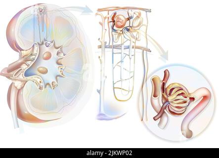 Urinary system from kidney to glomerulus with structures of kidney and ureter. Stock Photo