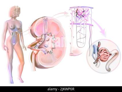 Urinary system from kidney to glomerulus with structures of kidney and ureter. Stock Photo