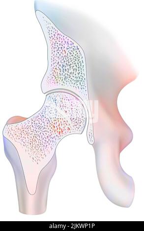 Mid-sagittal section of a healthy hip joint. Stock Photo