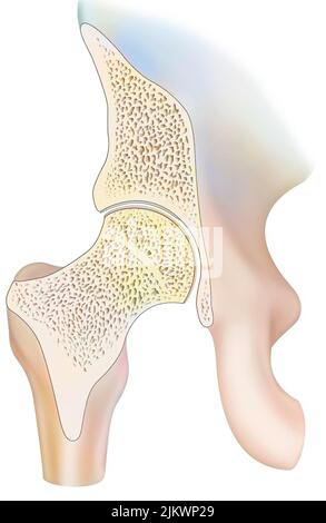 Mid-sagittal section of a healthy hip joint. Stock Photo