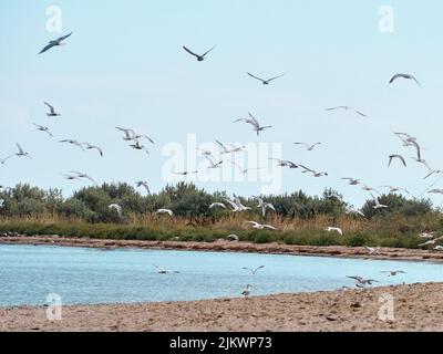 A flock of seagulls flies over the beach. Kinburn spit, Mykolaiv region, Ukraine. Stock Photo