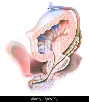 Anatomy of male urogenital system with ureter, bladder. Stock Photo