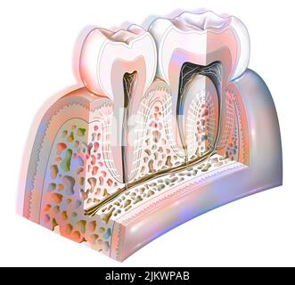 Anatomy of the tooth showing the enamel, dentin, pulp. Stock Photo