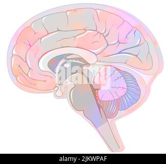 Sagittal section of the brain with meninges and cerebrospinal fluid. Stock Photo