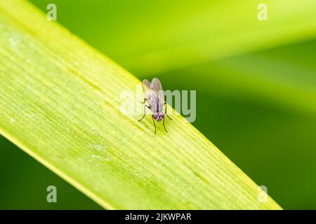 A fly standing on a leaf in the garden Stock Photo
