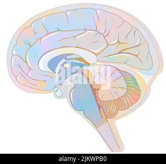Sagittal section of the brain with meninges and cerebrospinal fluid. Stock Photo