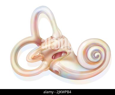 Anatomy of the inner ear showing the macule. Stock Photo