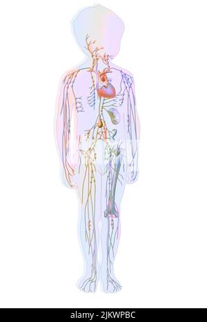 Lymphatic system in children with lymph vessels and nodes. Stock Photo