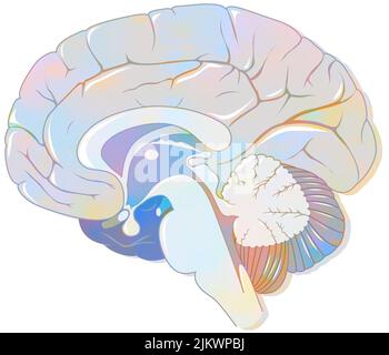 Sagittal section of the brain with meninges and cerebrospinal fluid. Stock Photo