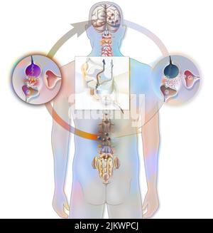 Pain path and its inhibition in the spinal cord. Stock Photo