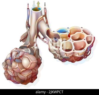Lung: pulmonary alveolus with its capillary network allowing gas exchange. Stock Photo