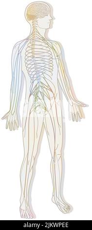 Silhouette with the nervous system consisting of the central and peripheral system. Stock Photo