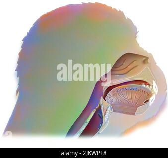 Representation of the airways in the chimpanzee. Stock Photo