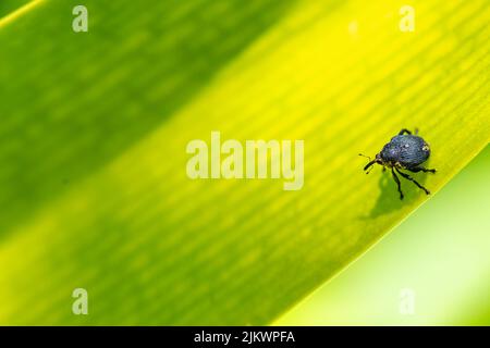 A weevil, Larinus sturnus, on a leaf in the garden Stock Photo