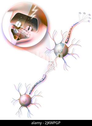 Transmission of nerve impulses from neuron A to neuron B with zoom on a synapse. Stock Photo