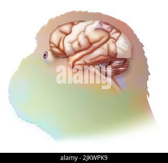 Brain in the chimpanzee with its areas (cognitive, auditory, visual) and cortex (motor, sensory). Stock Photo