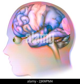 Human brain with areas (language, hearing, vision) and cortices (motor, sensory). Stock Photo