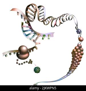 Detail representing the synthesis of a protein from messenger RNA. Stock Photo
