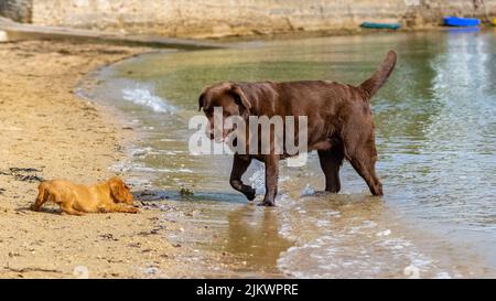 A dog cavalier king charles, a ruby puppy on the beach with a chocolate labrador Stock Photo