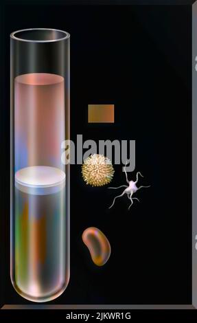 Proportion of the different elements of the blood (plasma, white blood cells, platelets, red blood cells) in a test tube. Stock Photo